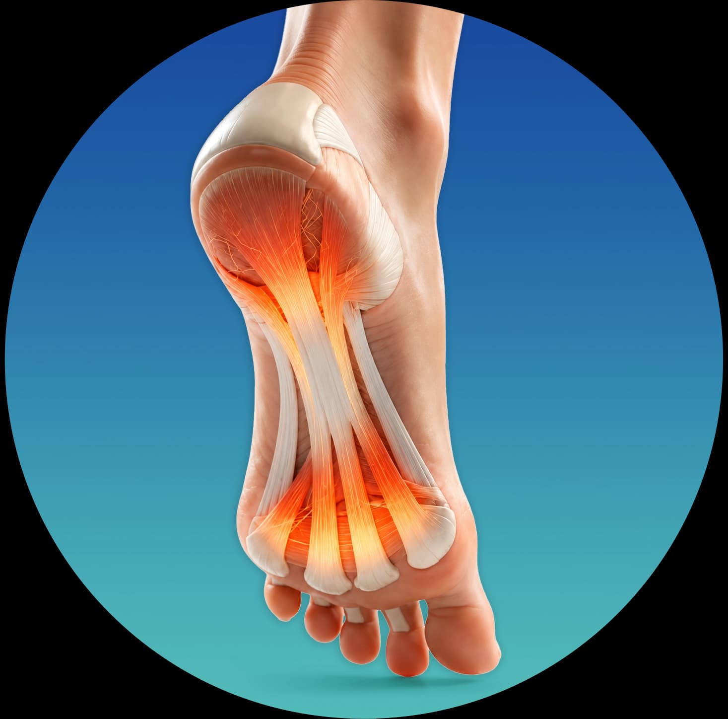 Plantar fascia anatomy — the band of tissue running from heel to toes